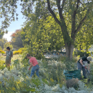 Three people working in a sunlit urban park garden under large trees