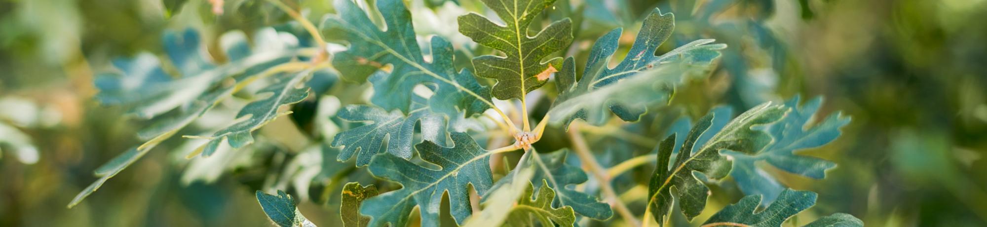 Image of valley oak leaves in the UC Davis Putah Creek Riparian Reserve.