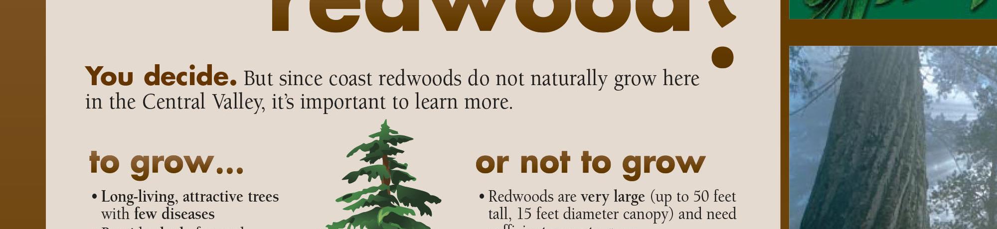 Image of an exhibit sign in the UC Davis Arboretum about growing redwoods.