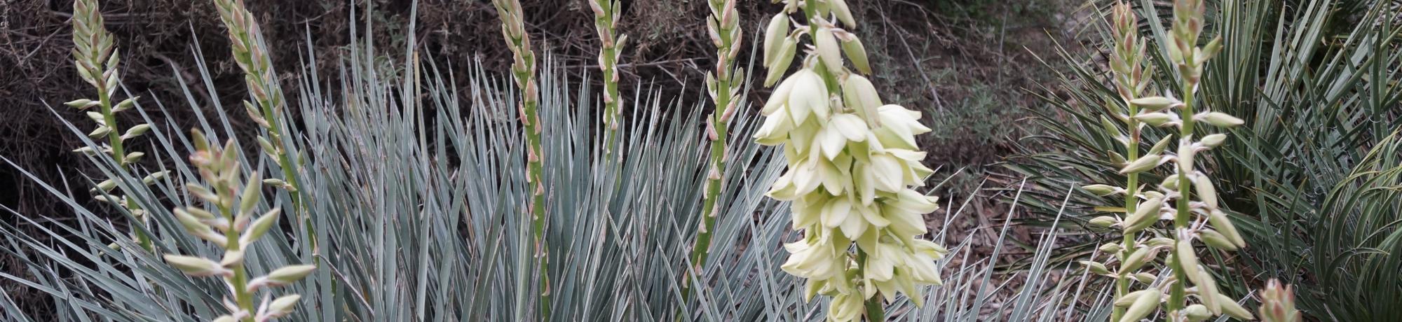 Image of flora at the Southwest US and Mexican Collection in the UC Davis Arboretum.