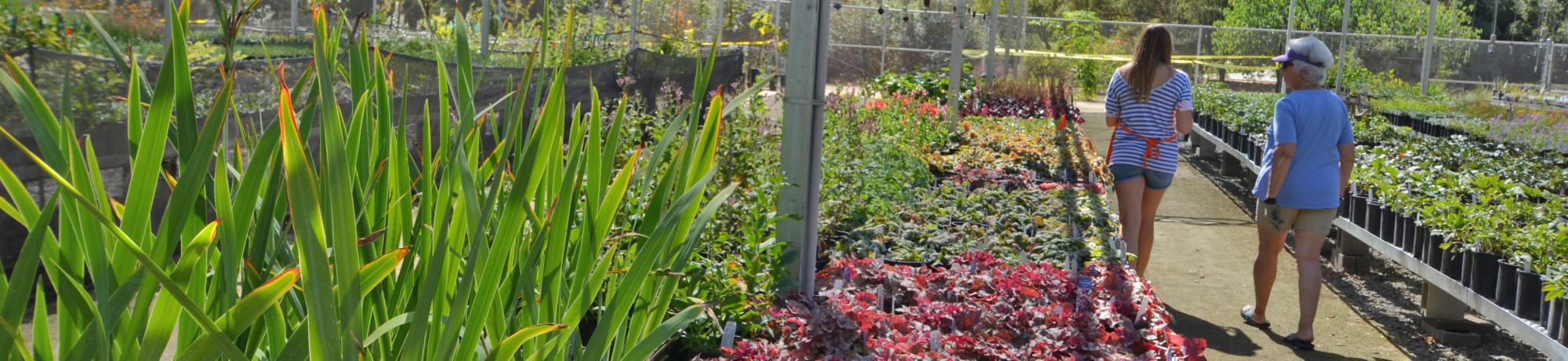 Image of UC Davis Arboretum Teaching Nursery.