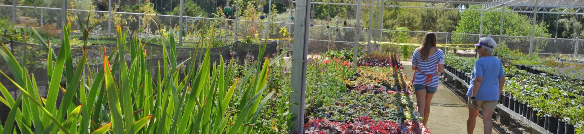 Image of UC Davis Arboretum Teaching Nursery.