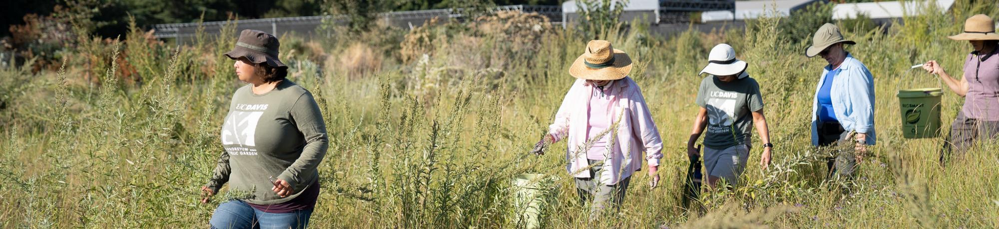 California Native Plant Meadow