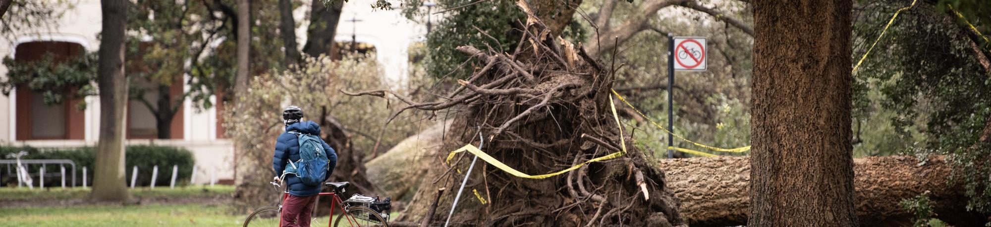 Biker near a fallen tree near Mrak Hall